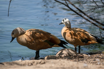 Pareja de tarro canelo junto a un lago. Ruddy shelduck