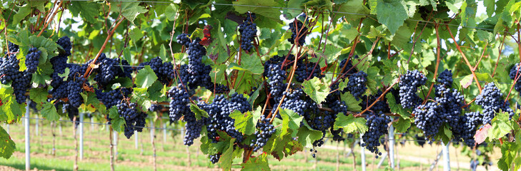 Blaue Weintrauben an Rebstock, Panoramabild