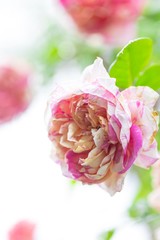 Closeup of beautiful roses bouquet, pink color and streaked with white on the roses garden, selective focus.