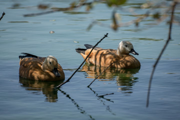 Pareja de tarro canelo junto a un lago. Ruddy shelduck