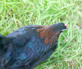 Blackrock point of lay hen showing beautiful glossy green and russet plumage selective focus