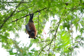 Fruit bat hanging tin the tree