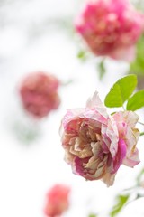 Closeup of beautiful roses bouquet, pink color and streaked with white on the roses garden, selective focus.