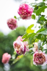 Closeup of beautiful roses bouquet, pink color and streaked with white on the roses garden, selective focus.