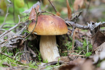cep in the forest