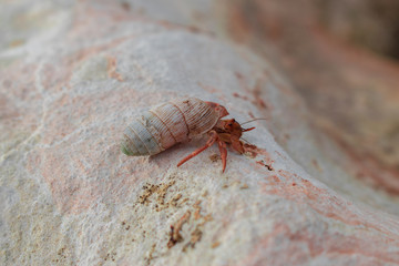Hermit crab on a rock