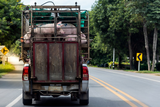 Blur soft images of the Many fat pigs In a grille on a truck in transit to the slaughterhouse, to animal and transportation concept.