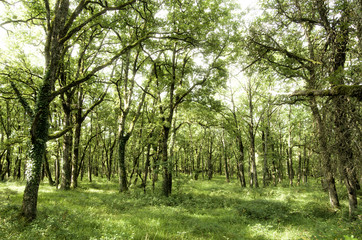 Fototapeta na wymiar Balade en forêt magique - 2