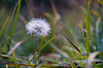 Sead Pod in Mountain Meadow