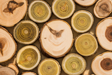 cut tree with green annual rings. DIY wooden product.	