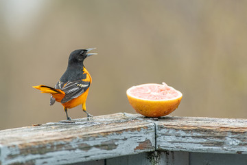 Baltimore Oriole beak open with orange landscape