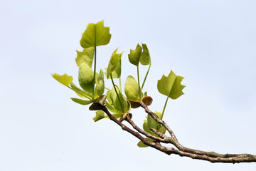 Laub des Tulpenbaumes