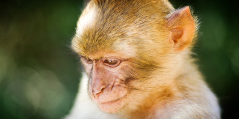 Macaque de Barbarie - 11