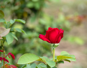 Red rose 