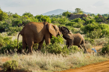 Obraz premium Games between two elephants in the savannah