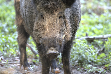 Wildschwein, der Boß 2