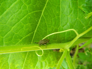 green caterpillar on a leaf