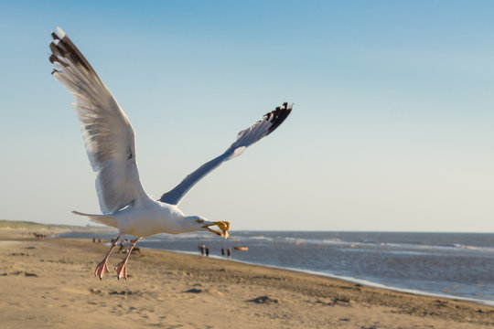 Seagull catches a piece of bread in flight.