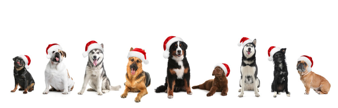 Set of adorable dogs in Santa hats on white background