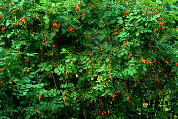 Dogrose berries