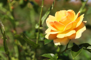 Beautiful rose in blooming garden on sunny day