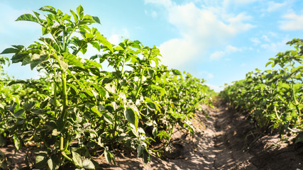 Fototapeta na wymiar Beautiful field of potato bushes on sunny day