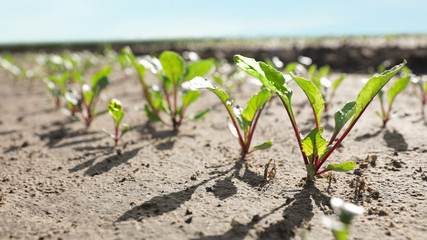 Beautiful view of beet field on sunny day