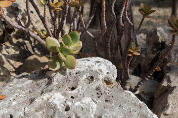Botanical Garden of Catania Sicily