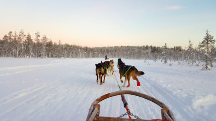 Husky Sled Safari in Rovaniemi, Lapland behind the Arctic Circle. Dog Sledding in snowy Finland. 