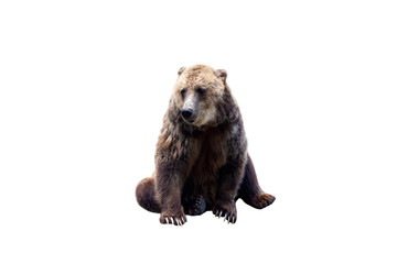 Obraz premium Brown bear (Ursus arctos) isolated on white background