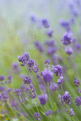 Fototapeta na wymiar Lavendel im Sommer