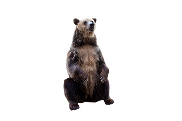 Brown bear waves his paw. Isolated white background.