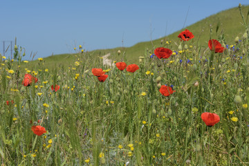 Naklejka premium Landscape nature- red poppy