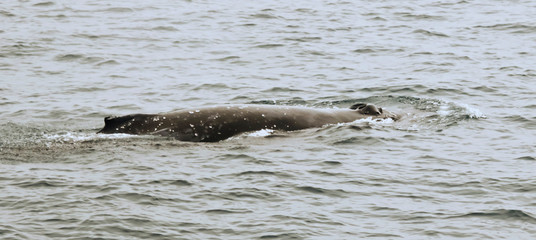 A Humpback Whale, From Dorsal Fin to Double Blowhole