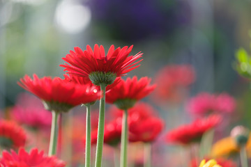 Beautiful red and yellow gerbera daisy flower in the garden for