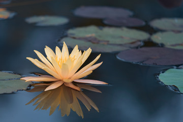 Yellow Lotus flower with green leaf in a pond in the morning
