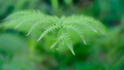 close-up Beautyful ferns leaf green foliage