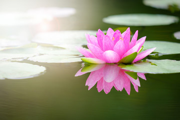 Beauty blossom pink Lotus flower in pond.