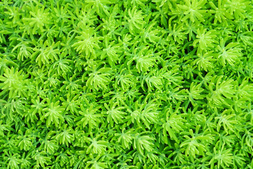 close-up top view background of Beautyful ferns leaf green folia