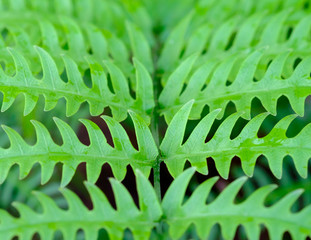 close-up Beautyful ferns leaf green foliage