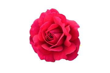 Red rose on a white background. Isolated flower.