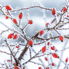 Rosehip bush with red berries covered with frost on a light background_