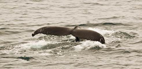 A Humpback Whale Tail Just Before a Sounding Dive