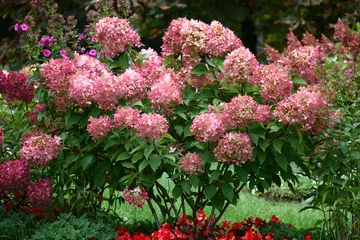 Deurstickers Bush of a hydrangea paniculata during flowering are a garden ornament. © imamchits
