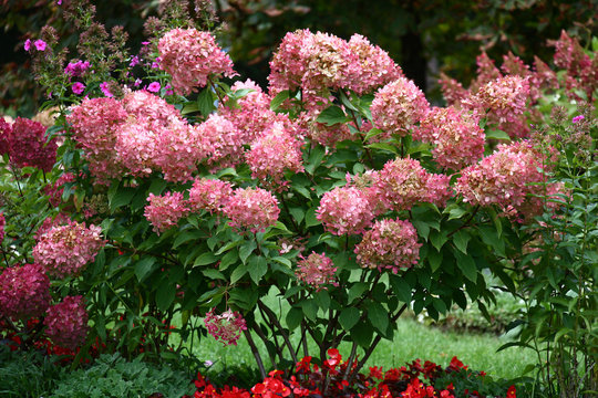 Bush of a hydrangea paniculata during flowering are a garden ornament.