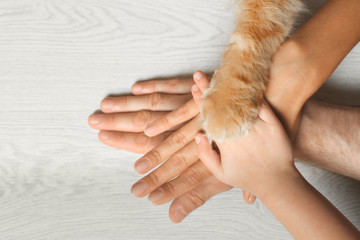 Closeup of family and cat holding hands together on light wooden floor, top view. Space for text