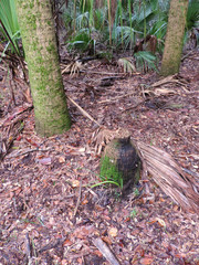 Bulow Plantation Ruins Historic State Park near Daytona - Monument listed on the National Register of Historic Sites; Scenic Walking Trail