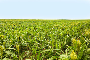 Green corn plants growing on field, space for text. Organic farming