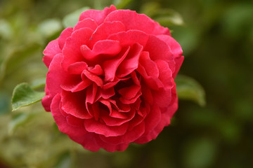 Red rose is blooming. Plant care. Beautiful flowers.