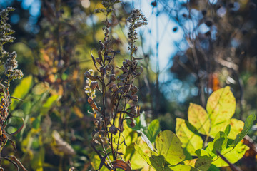 dried flowers in the Fall